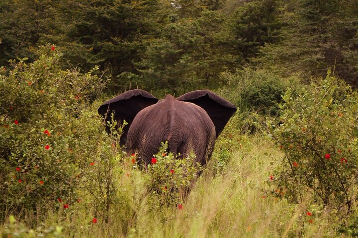 Masai Mara and Serengeti Safaris