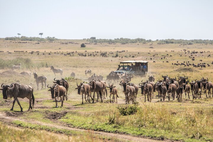 3 Days Masai Mara great wildebeest migration safari