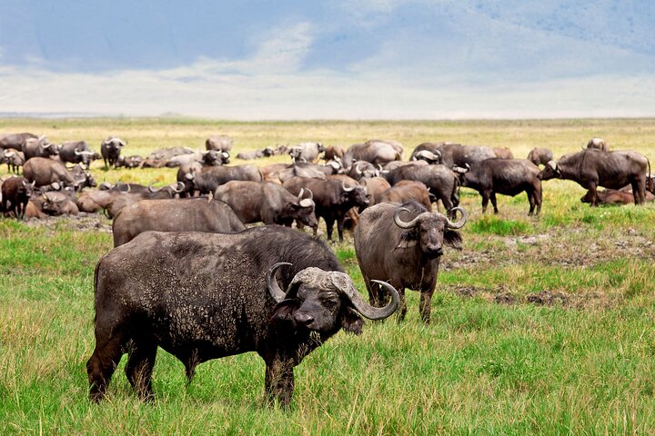 3 Days Masai Mara great wildebeest migration safari