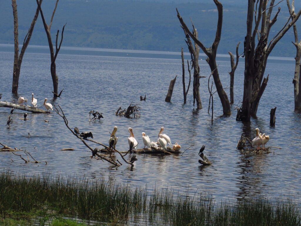 Kenya Safari Packages