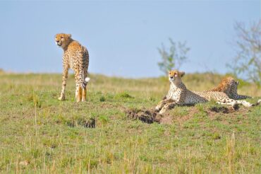 3 Days Masai Mara Safari