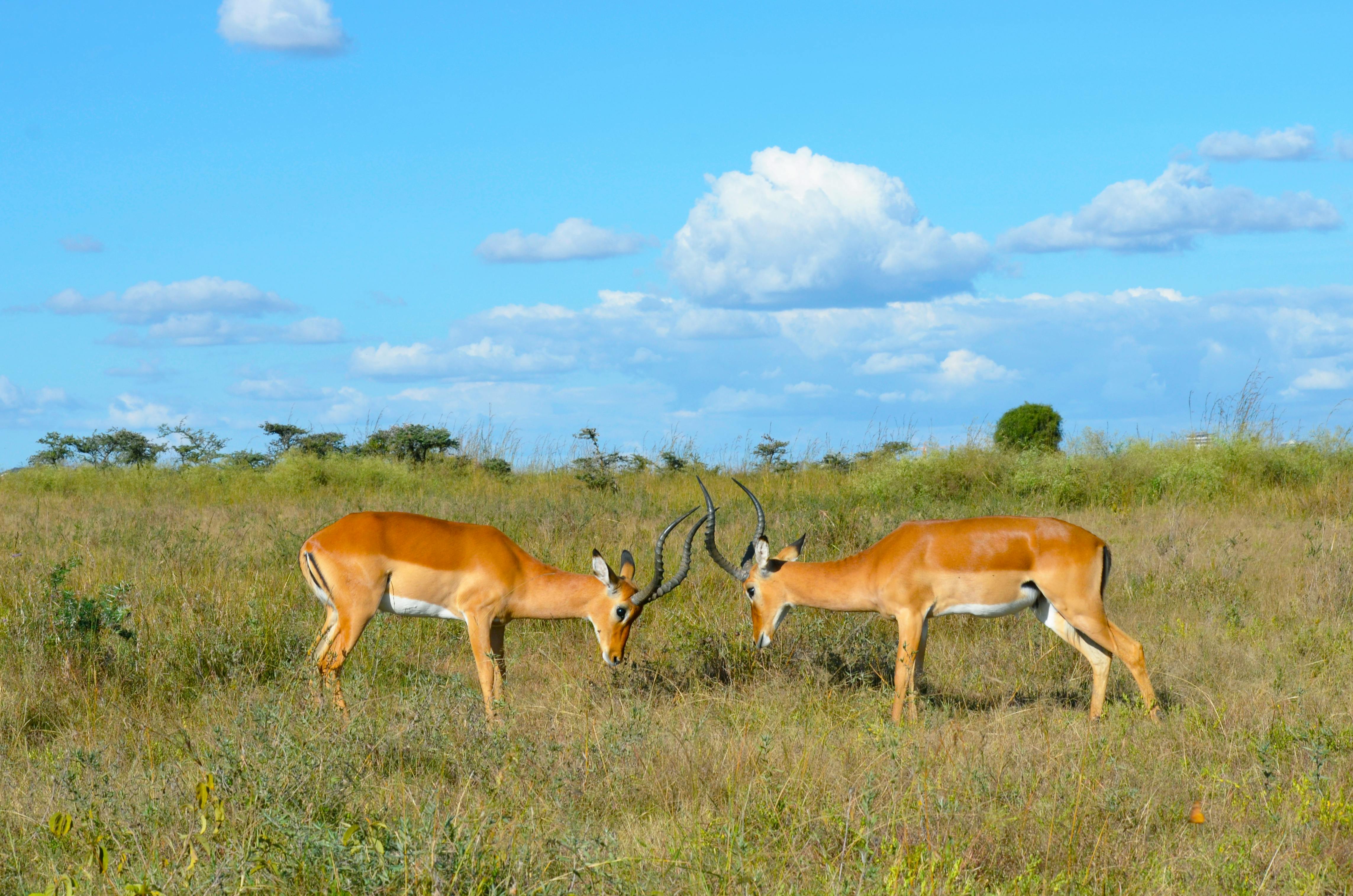 Open plains of Nairobi National Park